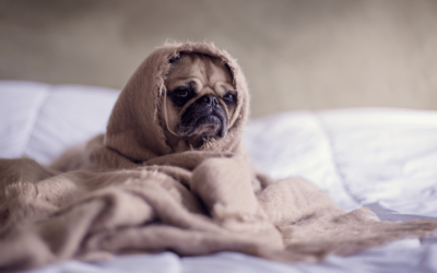Making Sense of Your Trauma