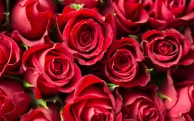 So Let’s Talk About The Bachelorette